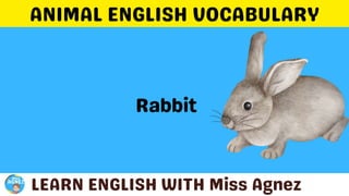 Animals Vocabulary.pptx