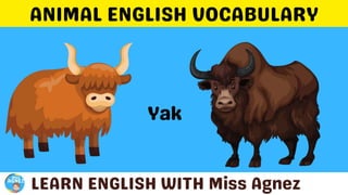 Animals Vocabulary.pptx