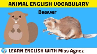 Animals Vocabulary.pptx