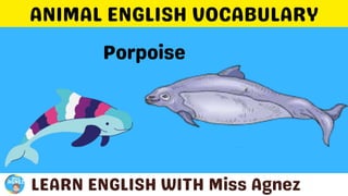 Animals Vocabulary.pptx