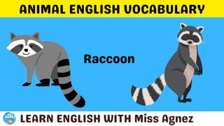 Animals Vocabulary.pptx