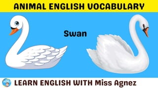 Animals Vocabulary.pptx