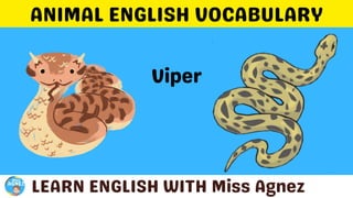 Animals Vocabulary.pptx