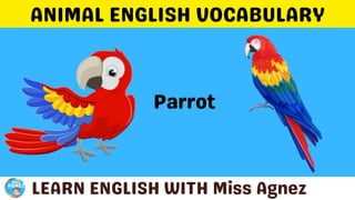 Animals Vocabulary.pptx
