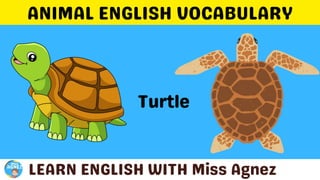 Animals Vocabulary.pptx