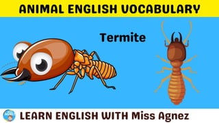 Animals Vocabulary.pptx