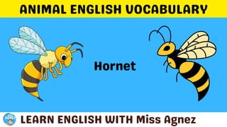 Animals Vocabulary.pptx