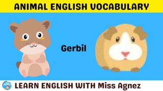 Animals Vocabulary.pptx