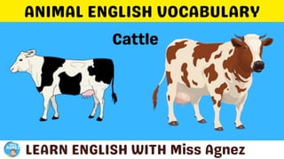 Animals Vocabulary.pptx