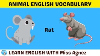 Animals Vocabulary.pptx