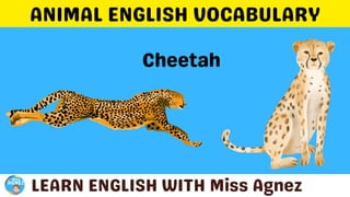 Animals Vocabulary.pptx