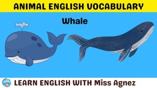 Animals Vocabulary.pptx