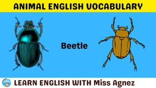 Animals Vocabulary.pptx