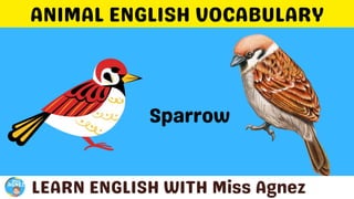 Animals Vocabulary.pptx