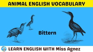 Animals Vocabulary.pptx