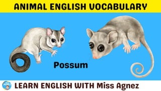 Animals Vocabulary.pptx