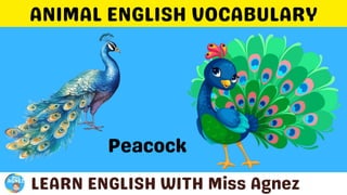 Animals Vocabulary.pptx