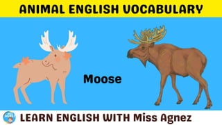 Animals Vocabulary.pptx