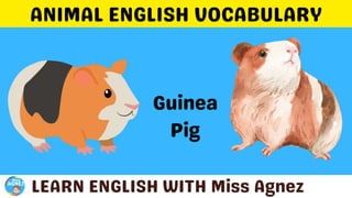 Animals Vocabulary.pptx