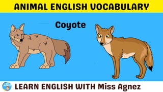 Animals Vocabulary.pptx