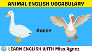 Animals Vocabulary.pptx