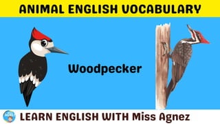 Animals Vocabulary.pptx