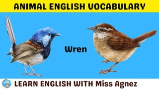 Animals Vocabulary.pptx