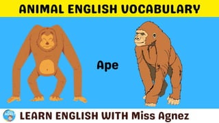 Animals Vocabulary.pptx