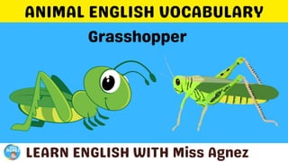 Animals Vocabulary.pptx