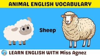 Animals Vocabulary.pptx