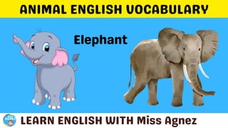 Animals Vocabulary.pptx