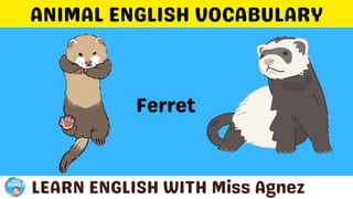 Animals Vocabulary.pptx