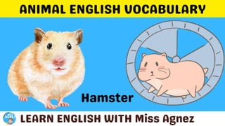 Animals Vocabulary.pptx