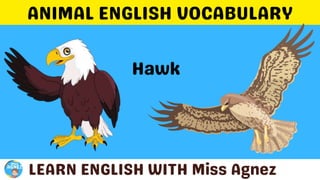 Animals Vocabulary.pptx