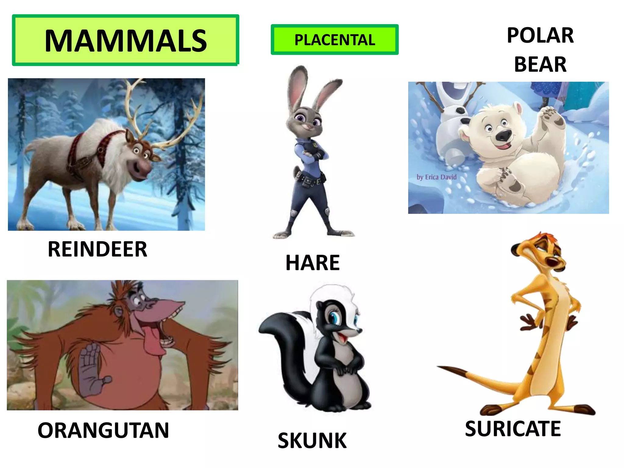 REINDEER
POLAR
BEAR
MAMMALS
HARE
SURICATESKUNKORANGUTAN
PLACENTAL