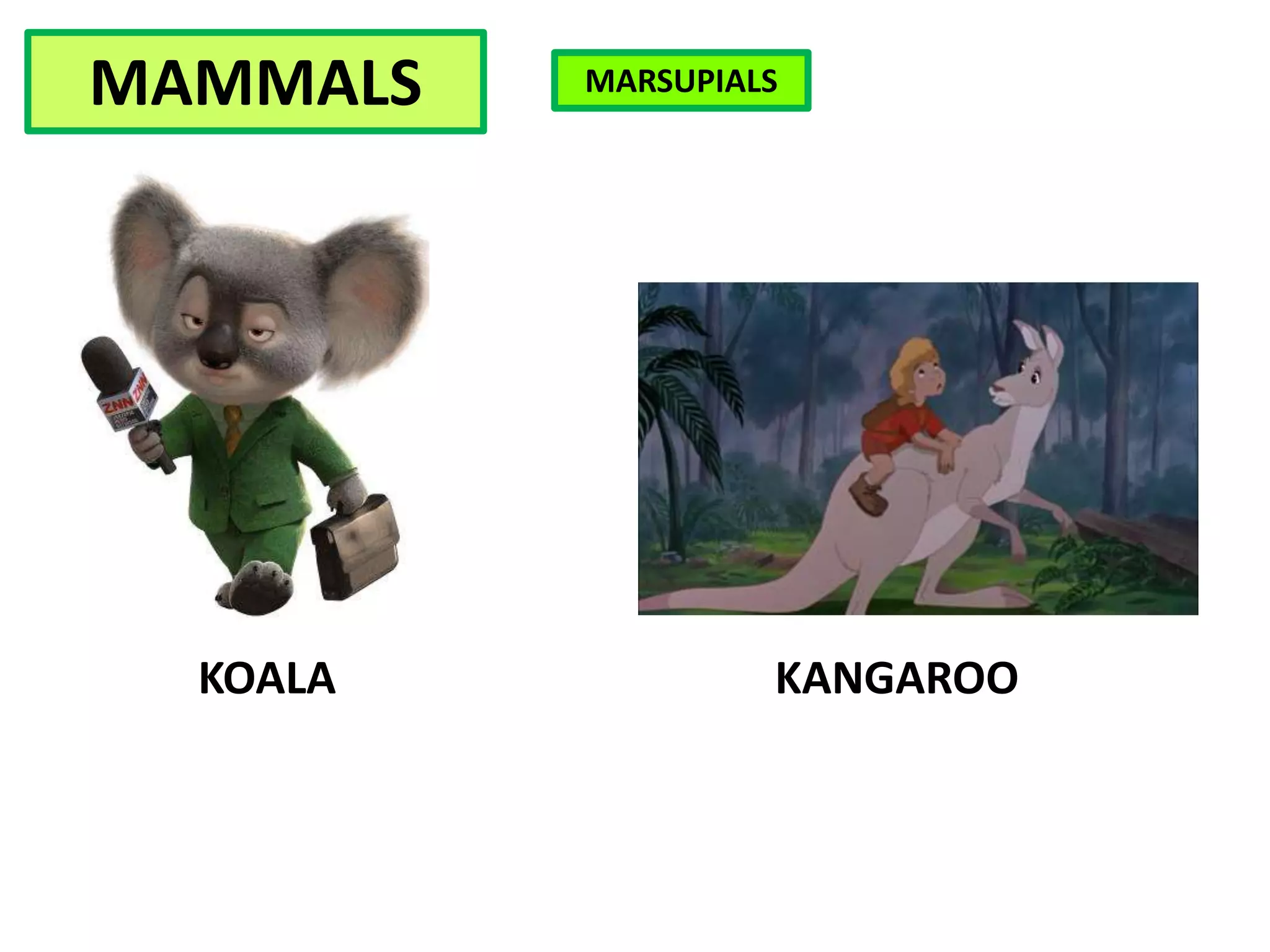 KOALA
MAMMALS MARSUPIALS
KANGAROO