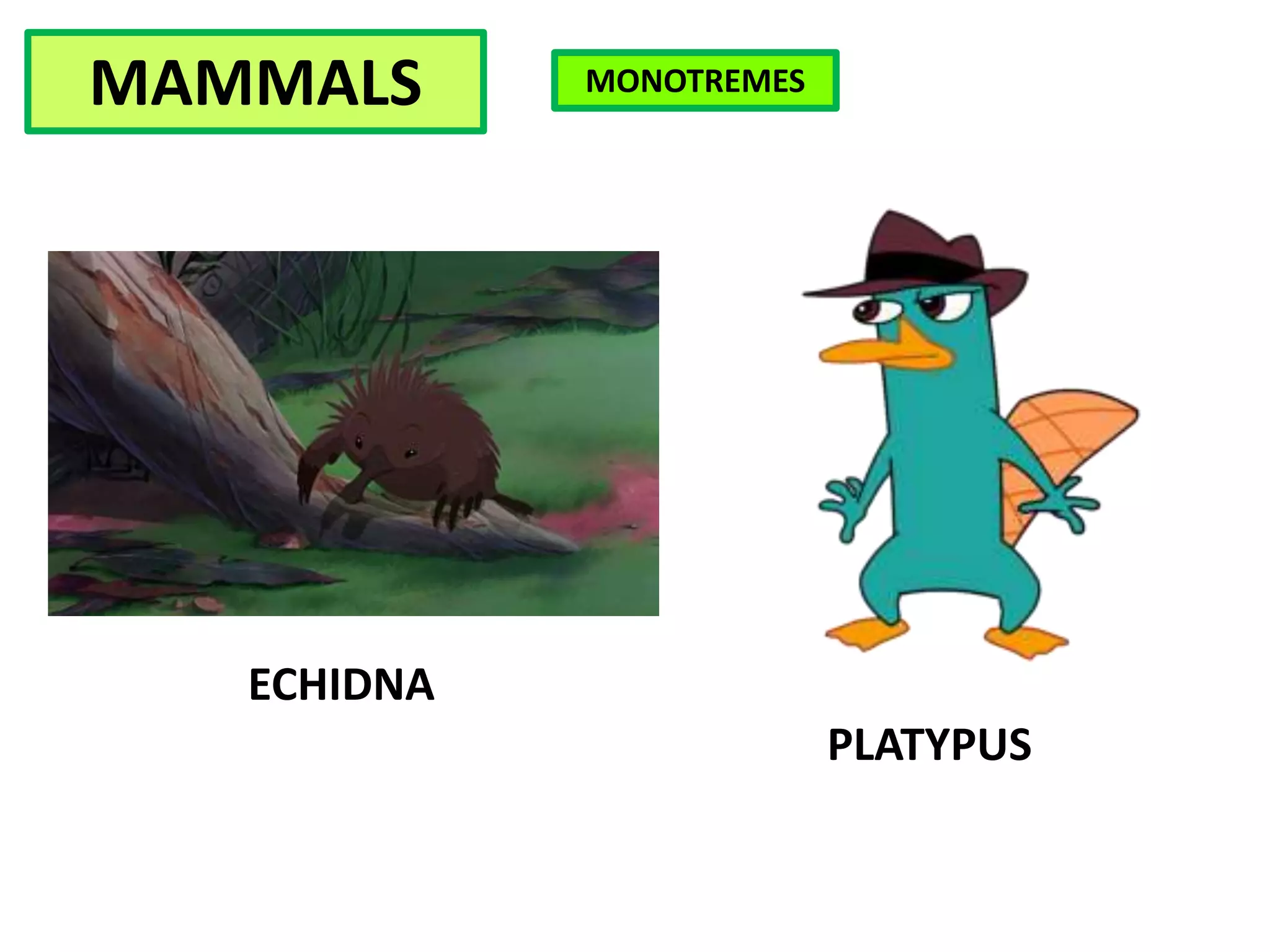 ECHIDNA
PLATYPUS
MAMMALS MONOTREMES