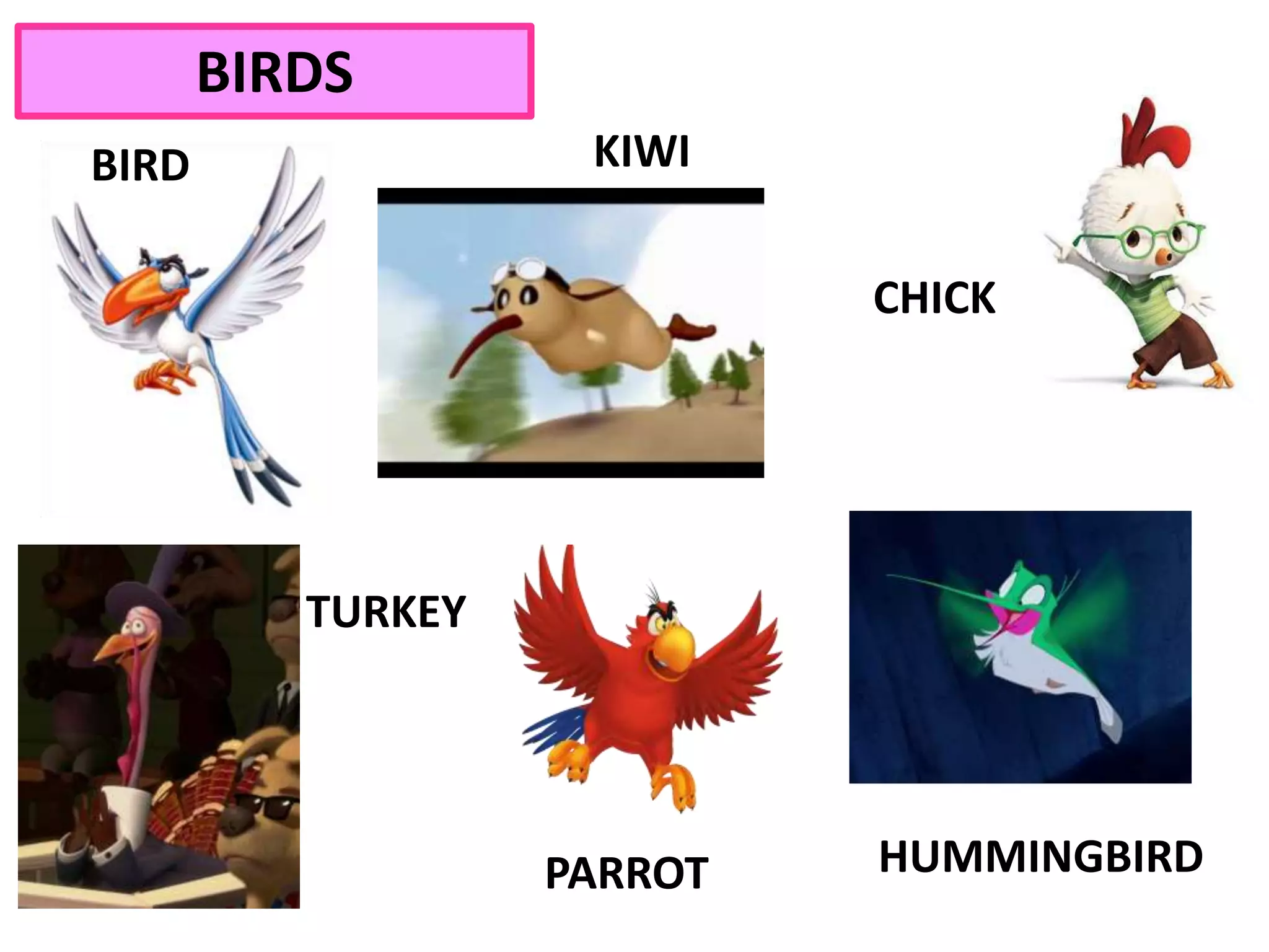 BIRDS
TURKEY
CHICK
PARROT
BIRD KIWI
HUMMINGBIRD