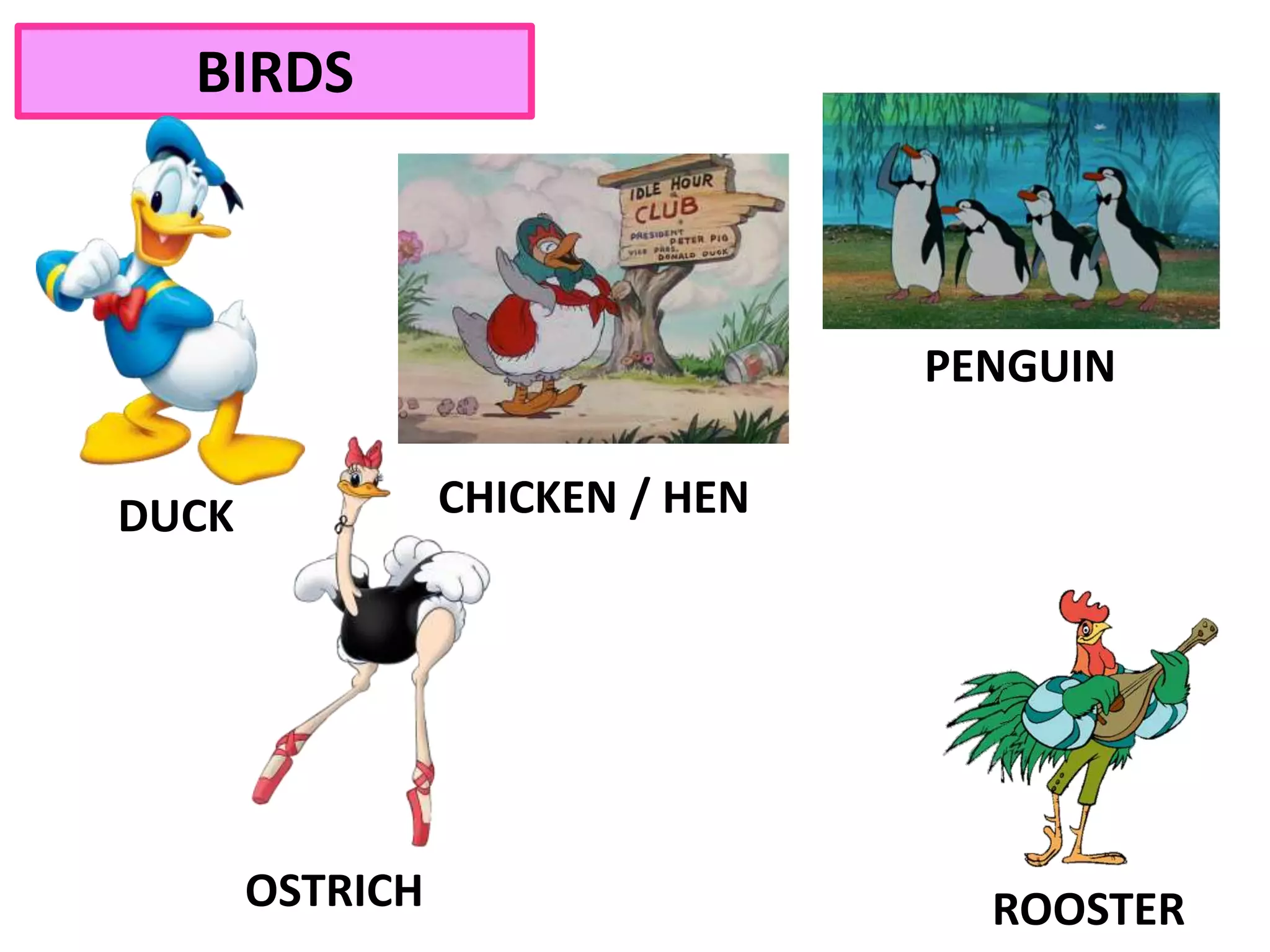 CHICKEN / HENDUCK
BIRDS
ROOSTER
PENGUIN
OSTRICH