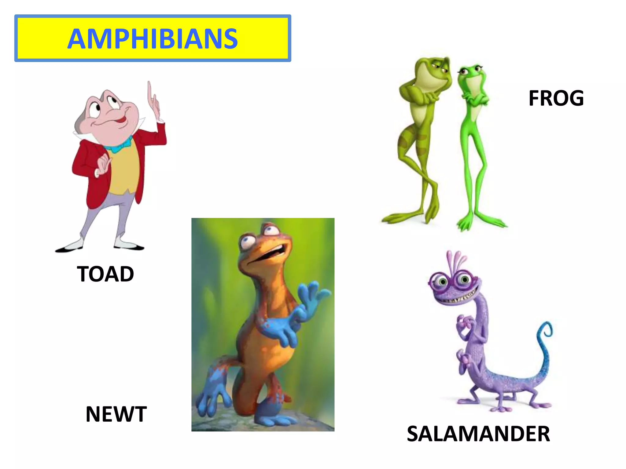 AMPHIBIANS
FROG
TOAD
NEWT
SALAMANDER