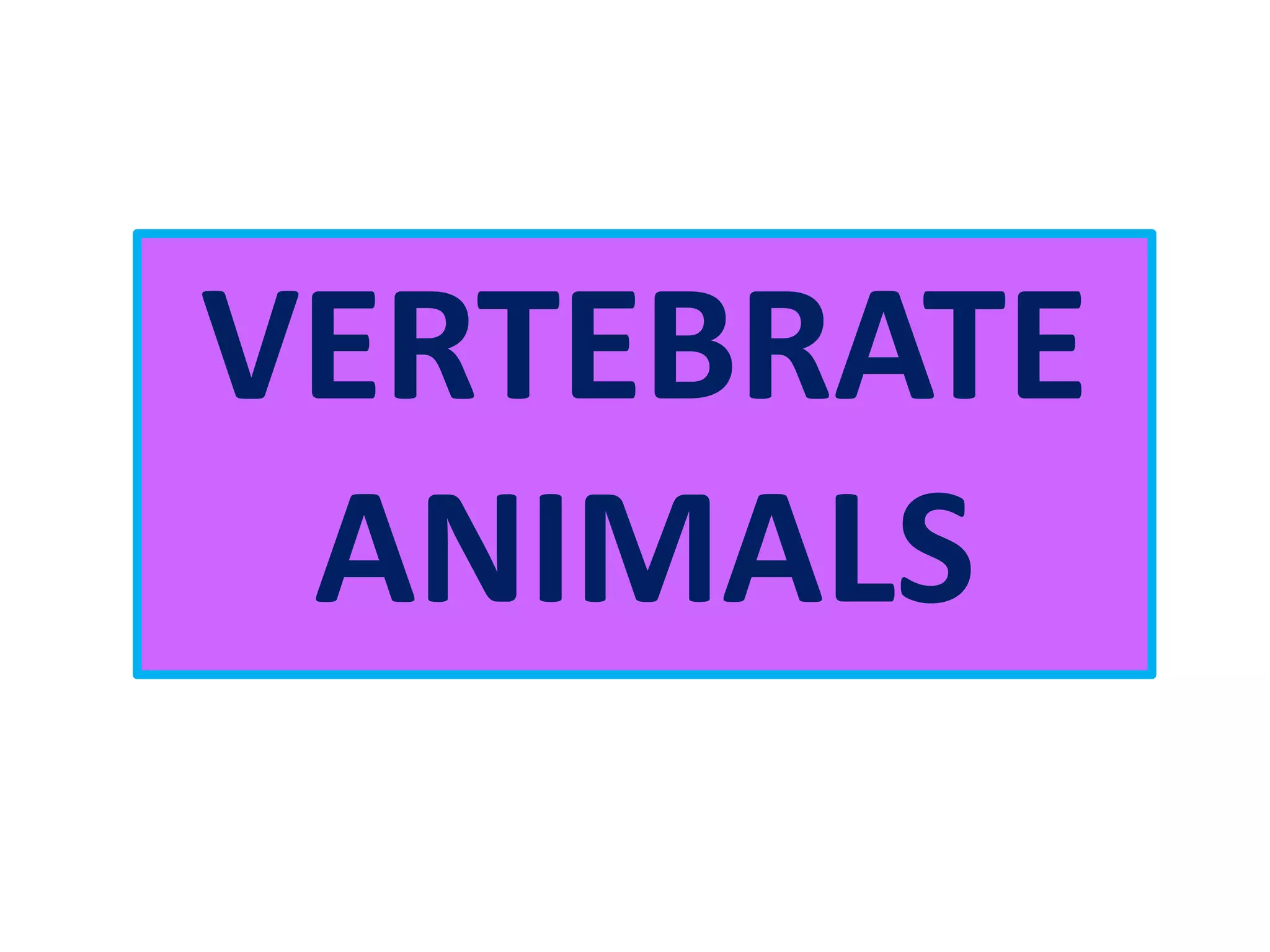 VERTEBRATE
ANIMALS