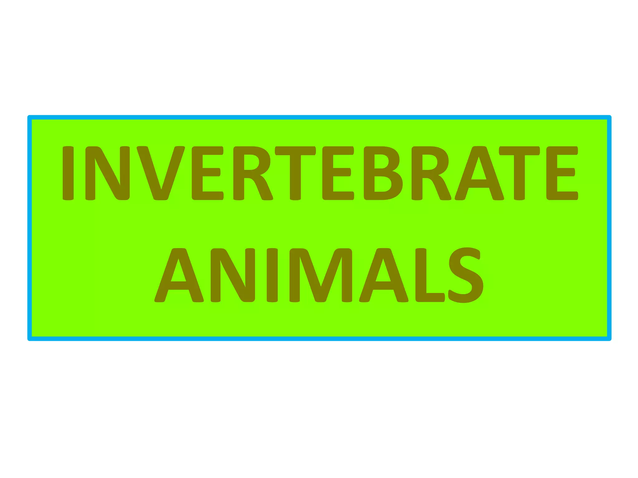 INVERTEBRATE
ANIMALS