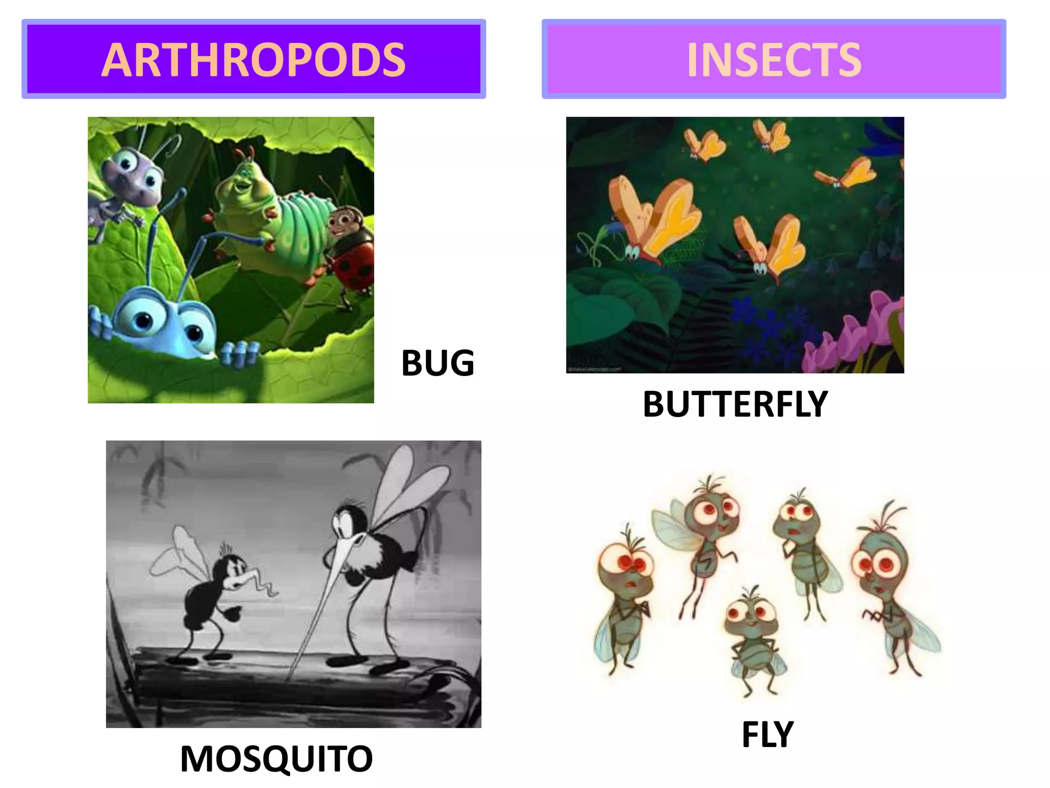 BUTTERFLY
FLY
BUG
MOSQUITO
ARTHROPODS INSECTS