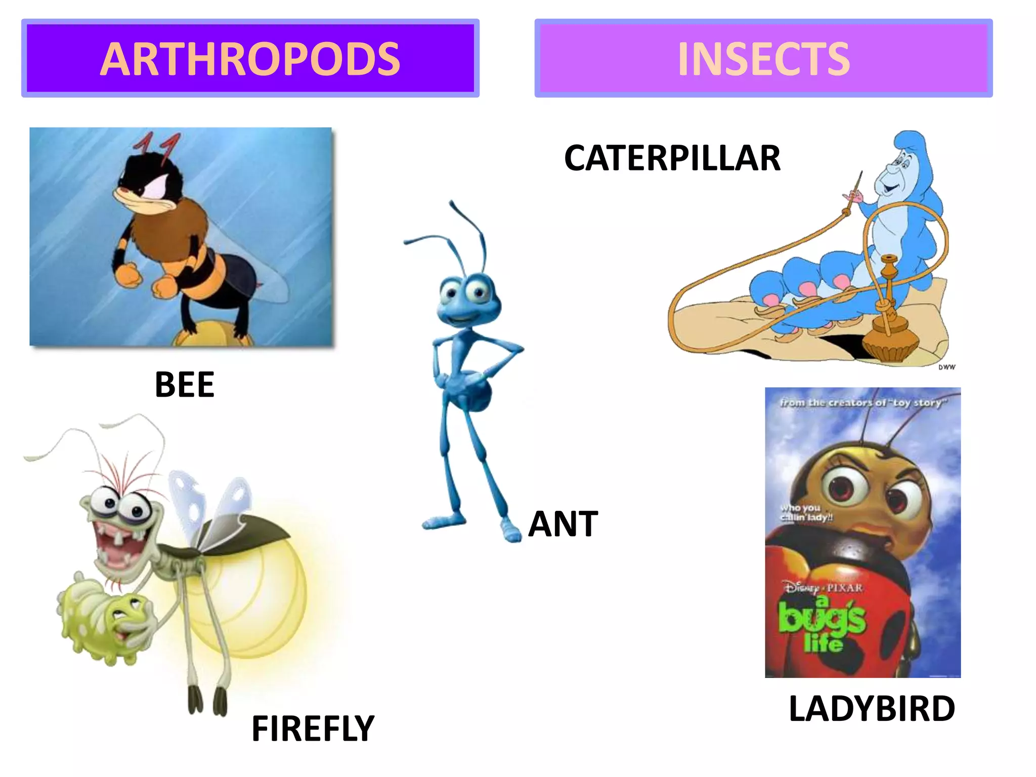 FIREFLY
BEE
CATERPILLAR
ANT
LADYBIRD
ARTHROPODS INSECTS