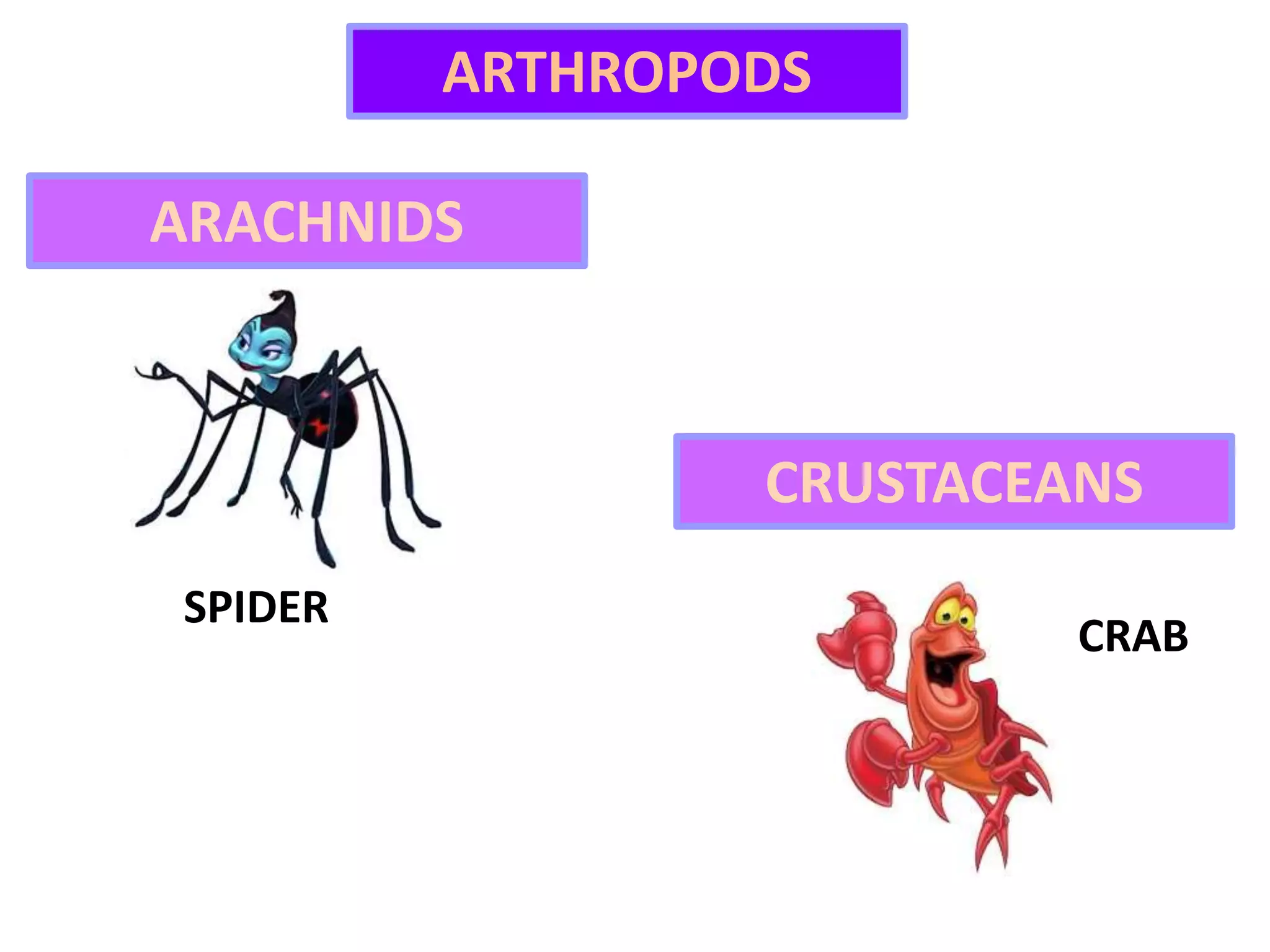 ARTHROPODS
ARACHNIDS
SPIDER
CRUSTACEANS
CRAB