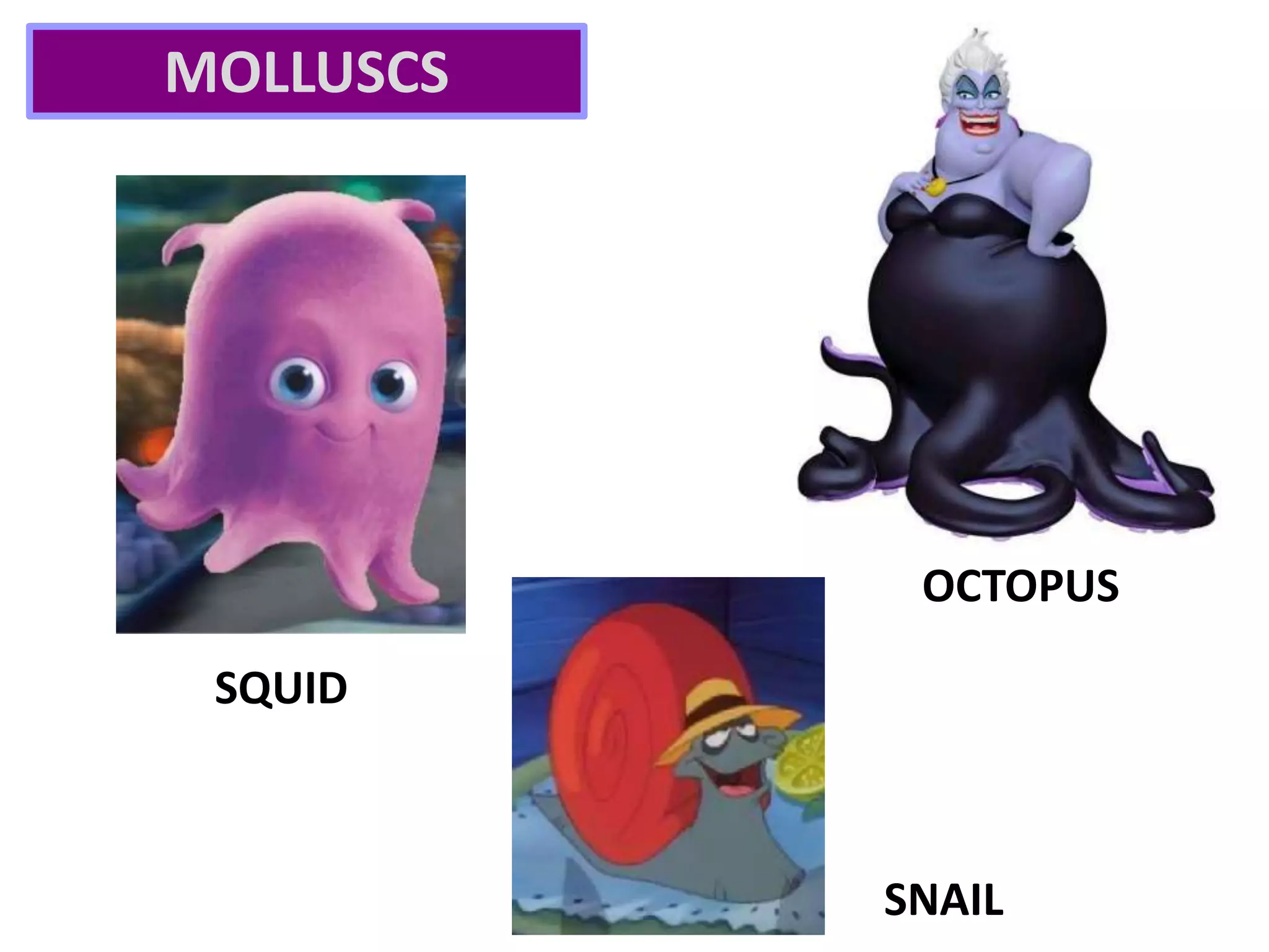 SQUID
OCTOPUS
MOLLUSCS
SNAIL