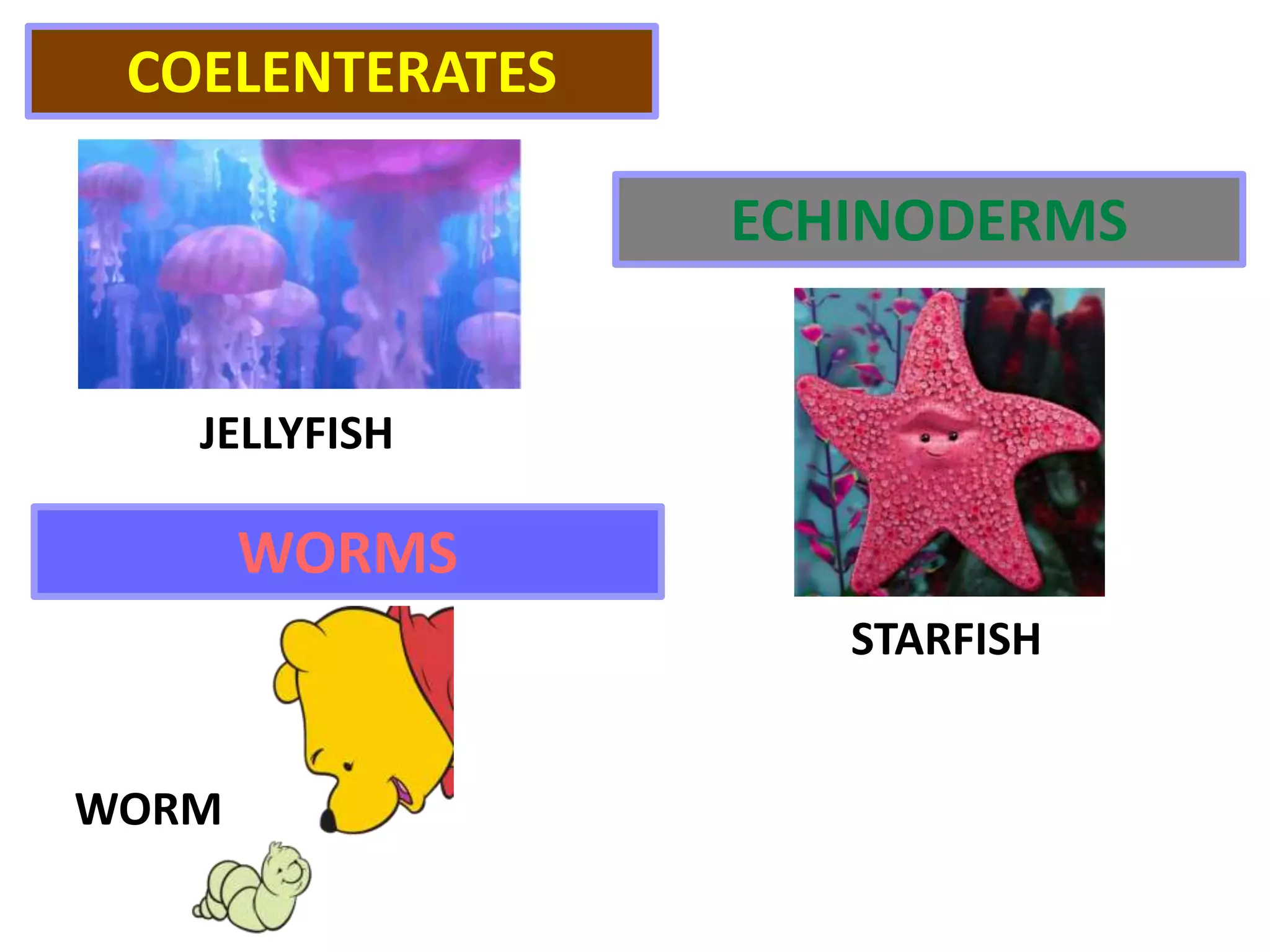 STARFISH
JELLYFISH
COELENTERATES
ECHINODERMS
WORMS
WORM