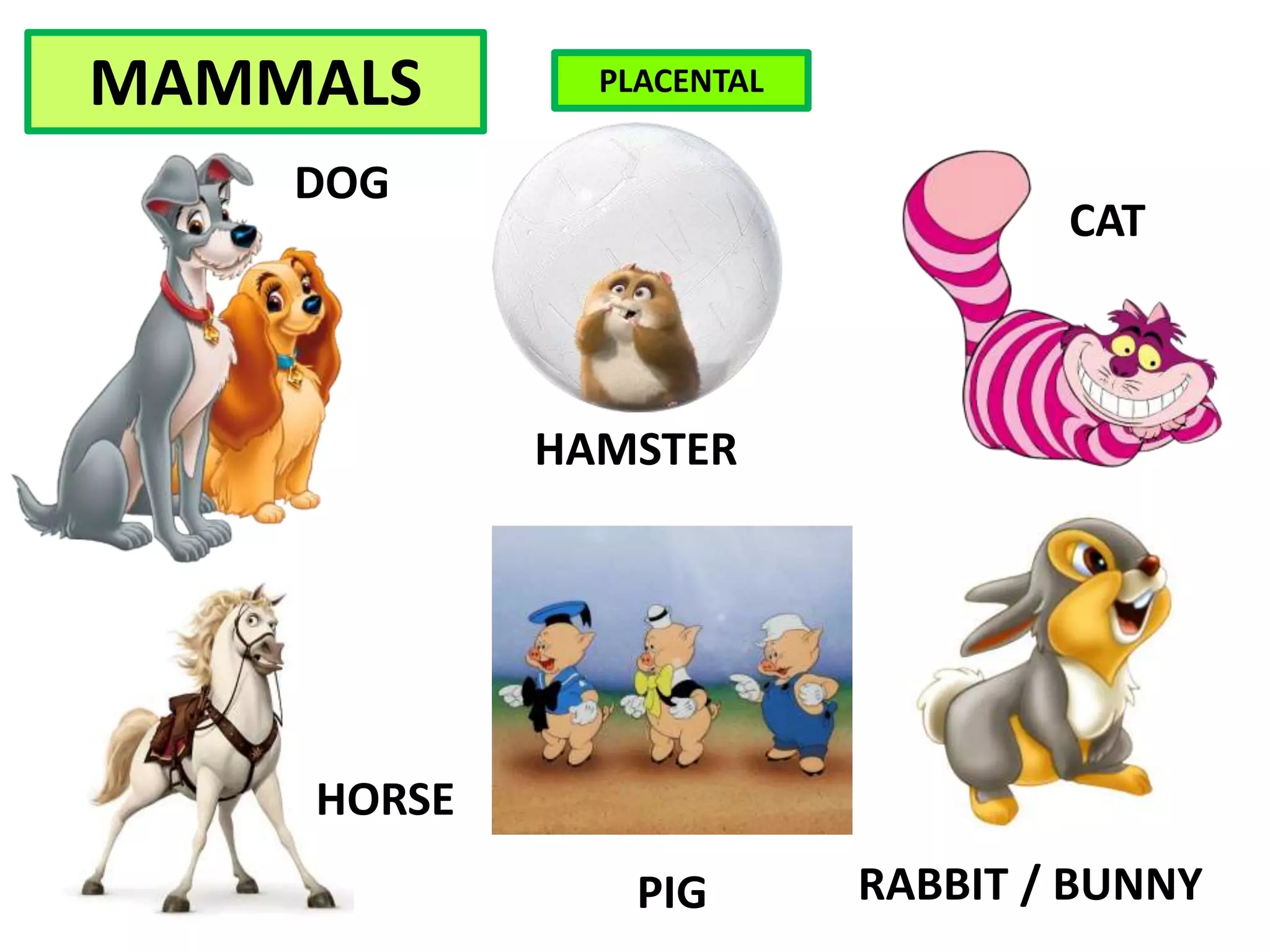 MAMMALS
DOG
CAT
HAMSTER
HORSE
PIG RABBIT / BUNNY
PLACENTAL