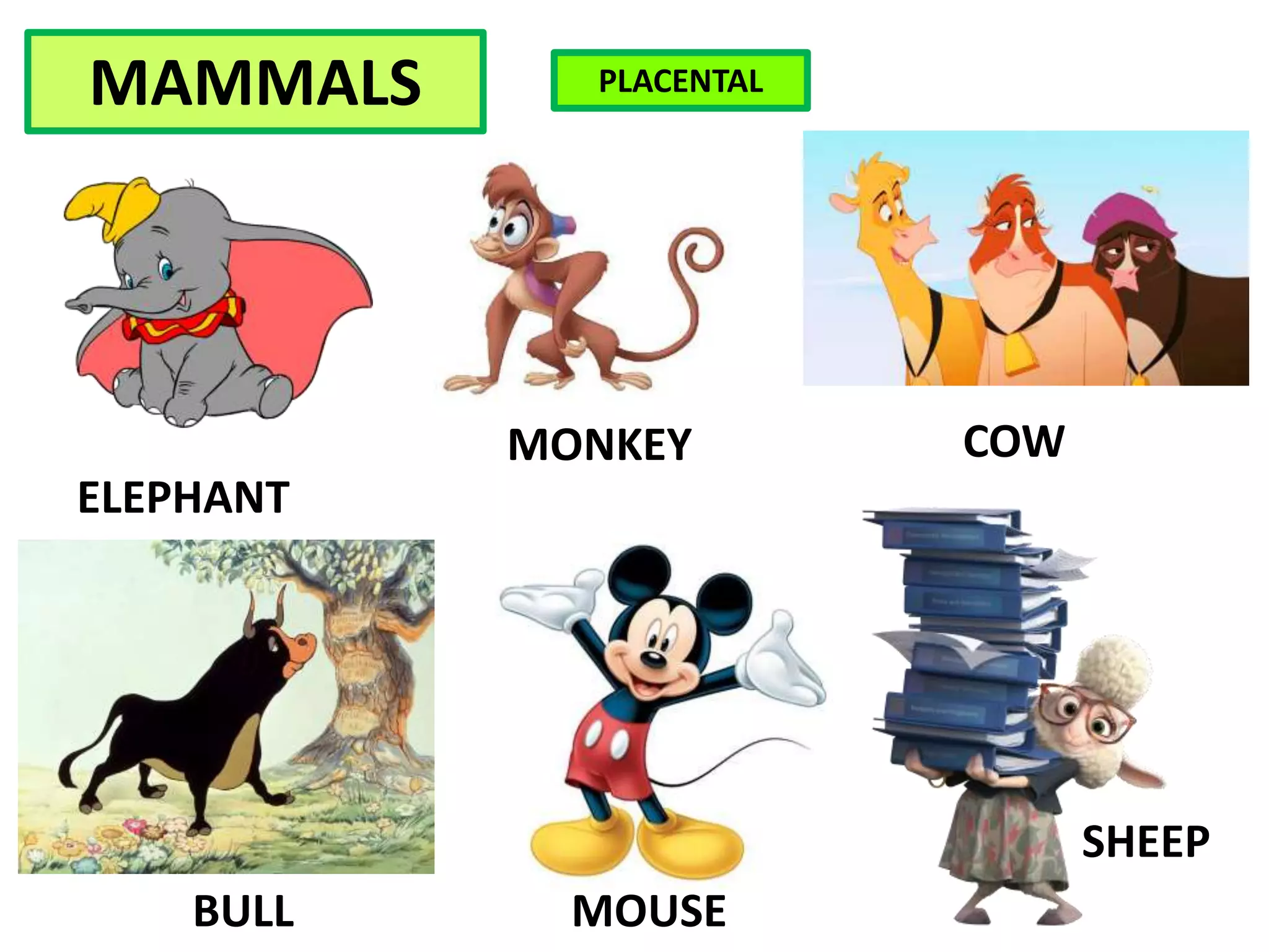 MAMMALS
SHEEP
BULL MOUSE
COW
ELEPHANT
MONKEY
PLACENTAL