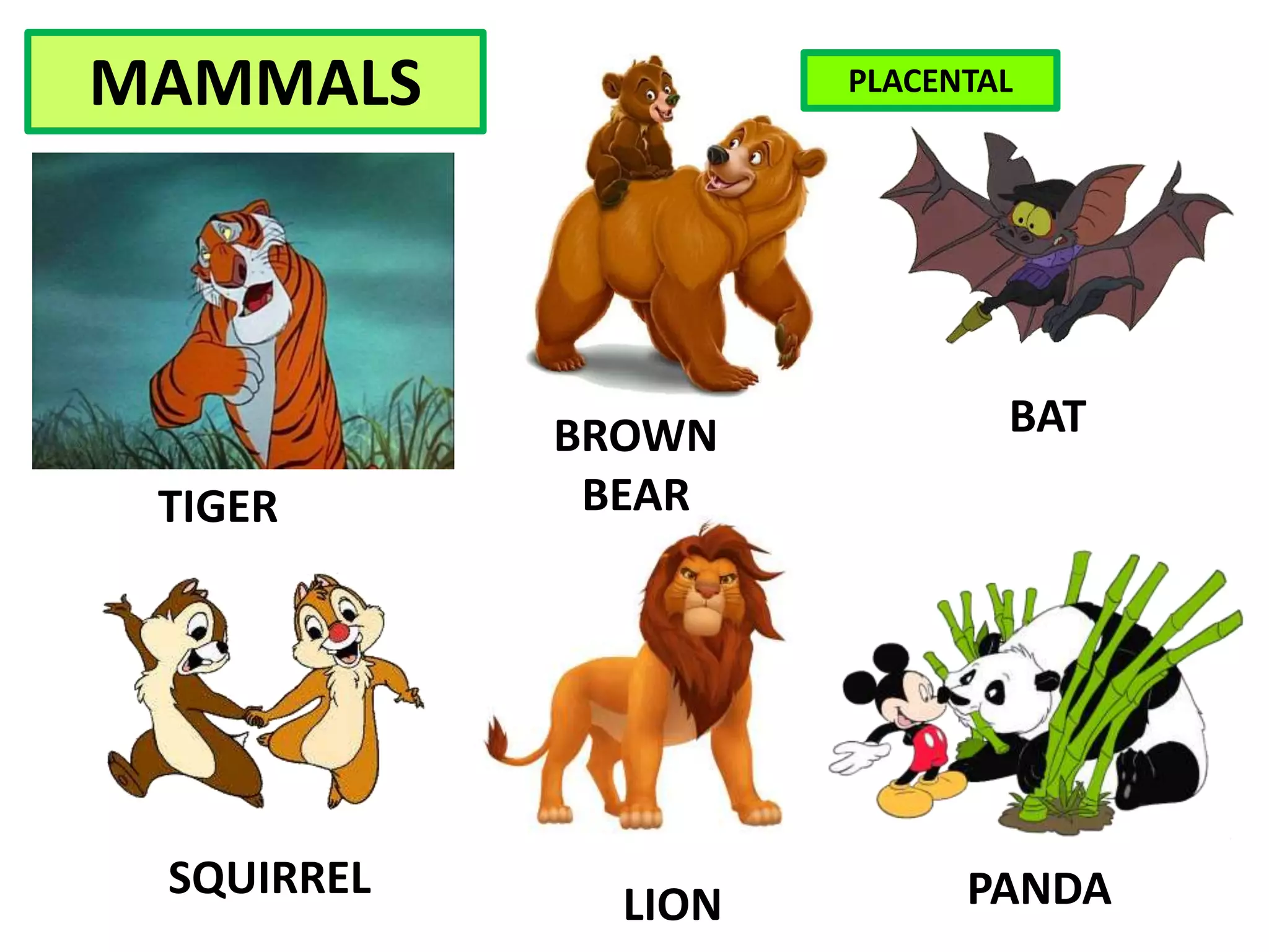 MAMMALS
LION PANDA
TIGER
BROWN
BEAR
BAT
SQUIRREL
PLACENTAL
